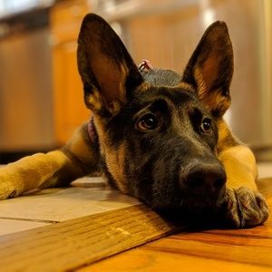 Meet your Posher, Oraphan